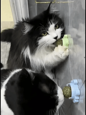 🔥CATNIP WALL BALL