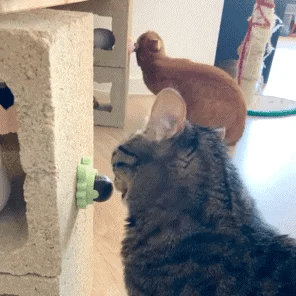 🔥CATNIP WALL BALL