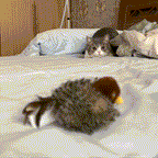 🔥Interactive chirping bird cat toy 😸