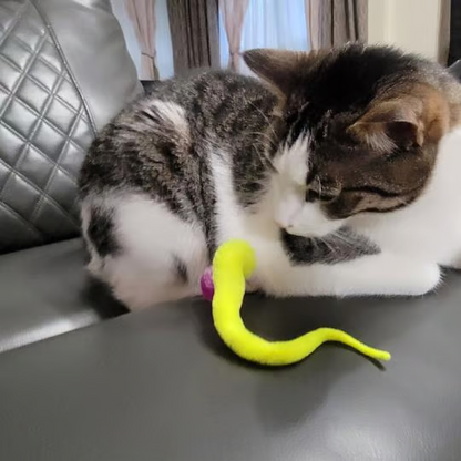 🔥Typared Jiggle Ball for Cat